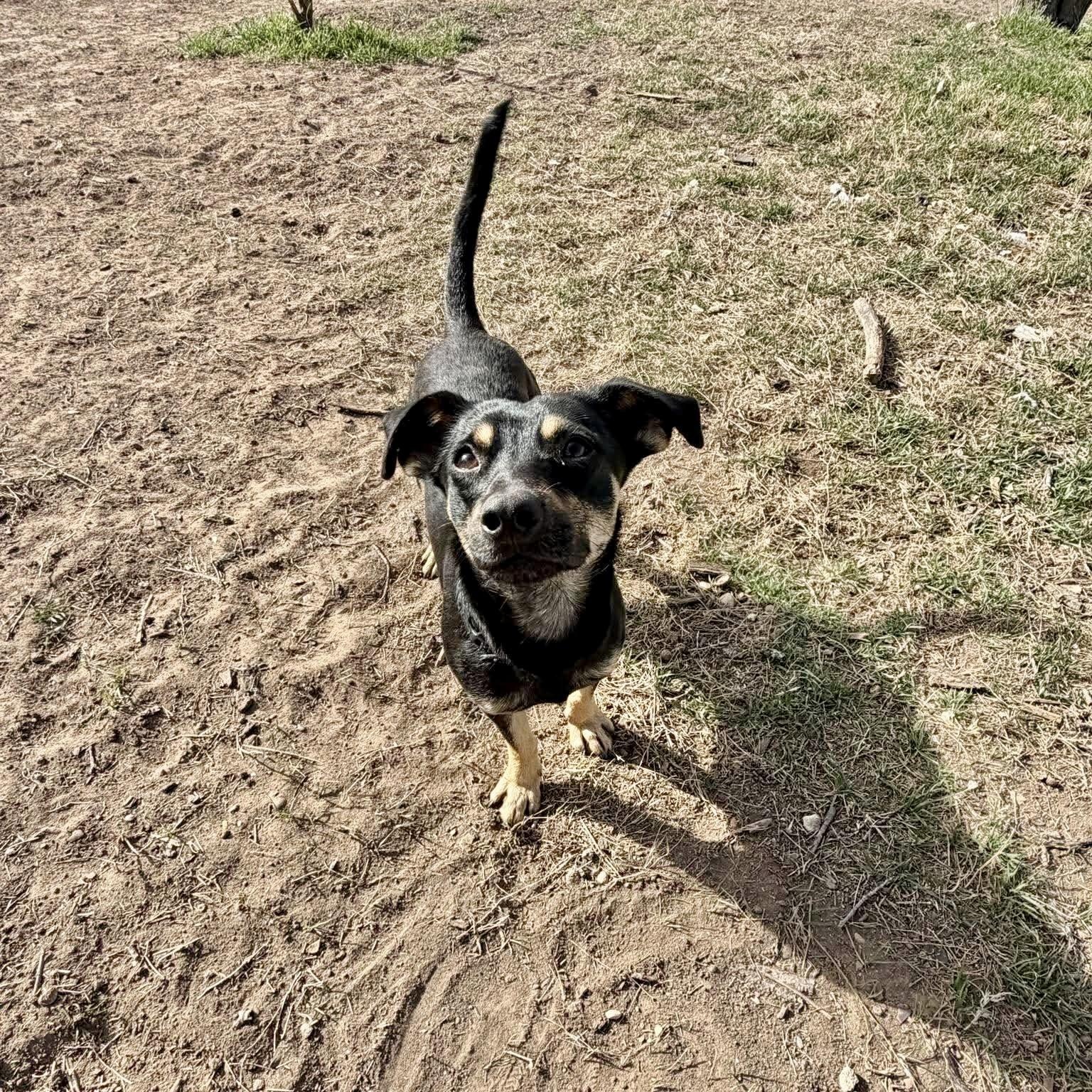 Enlarge Willy, an adopted mixed breed in Lago Vista, TX image 3/6