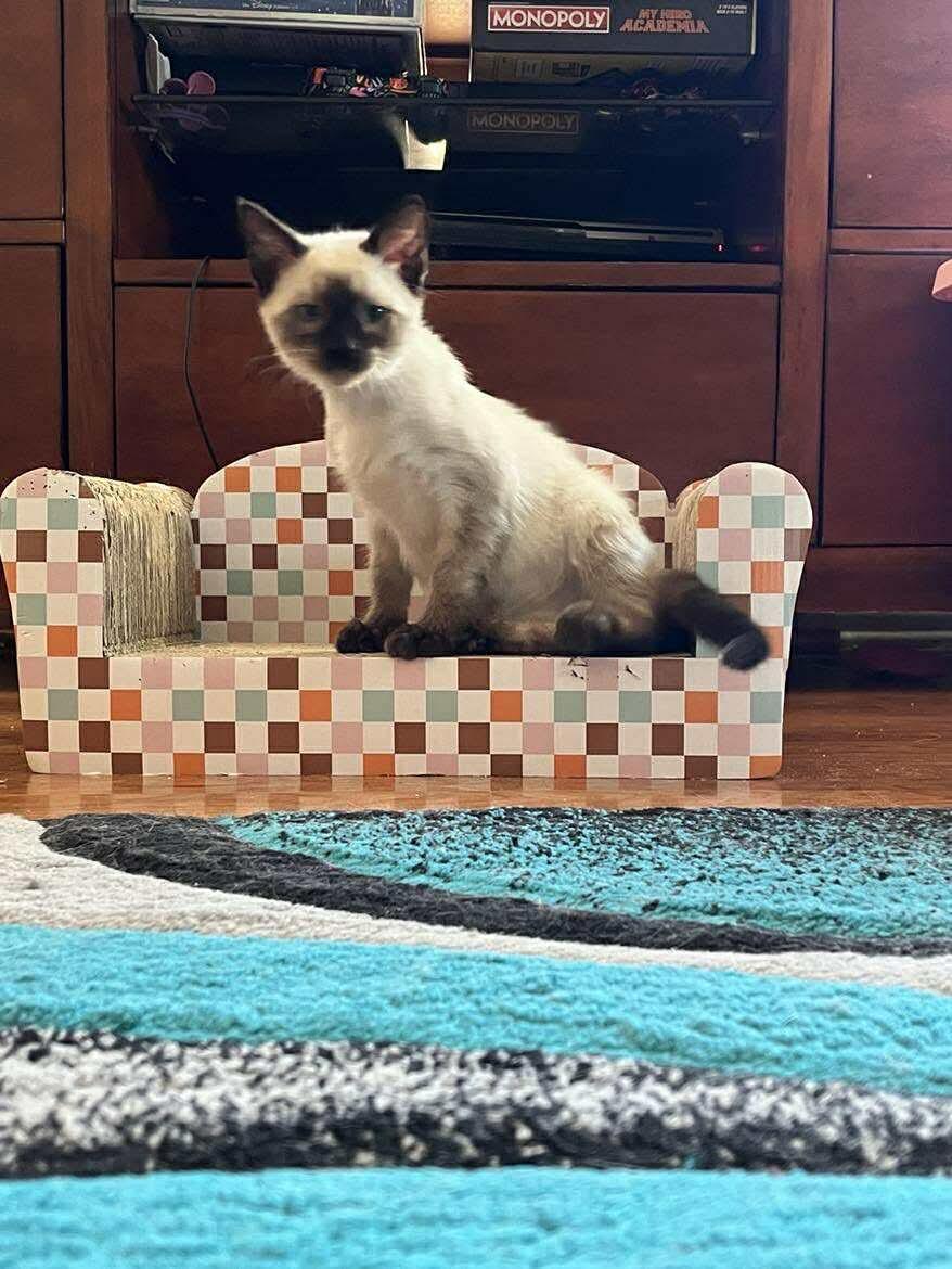 BeBe
