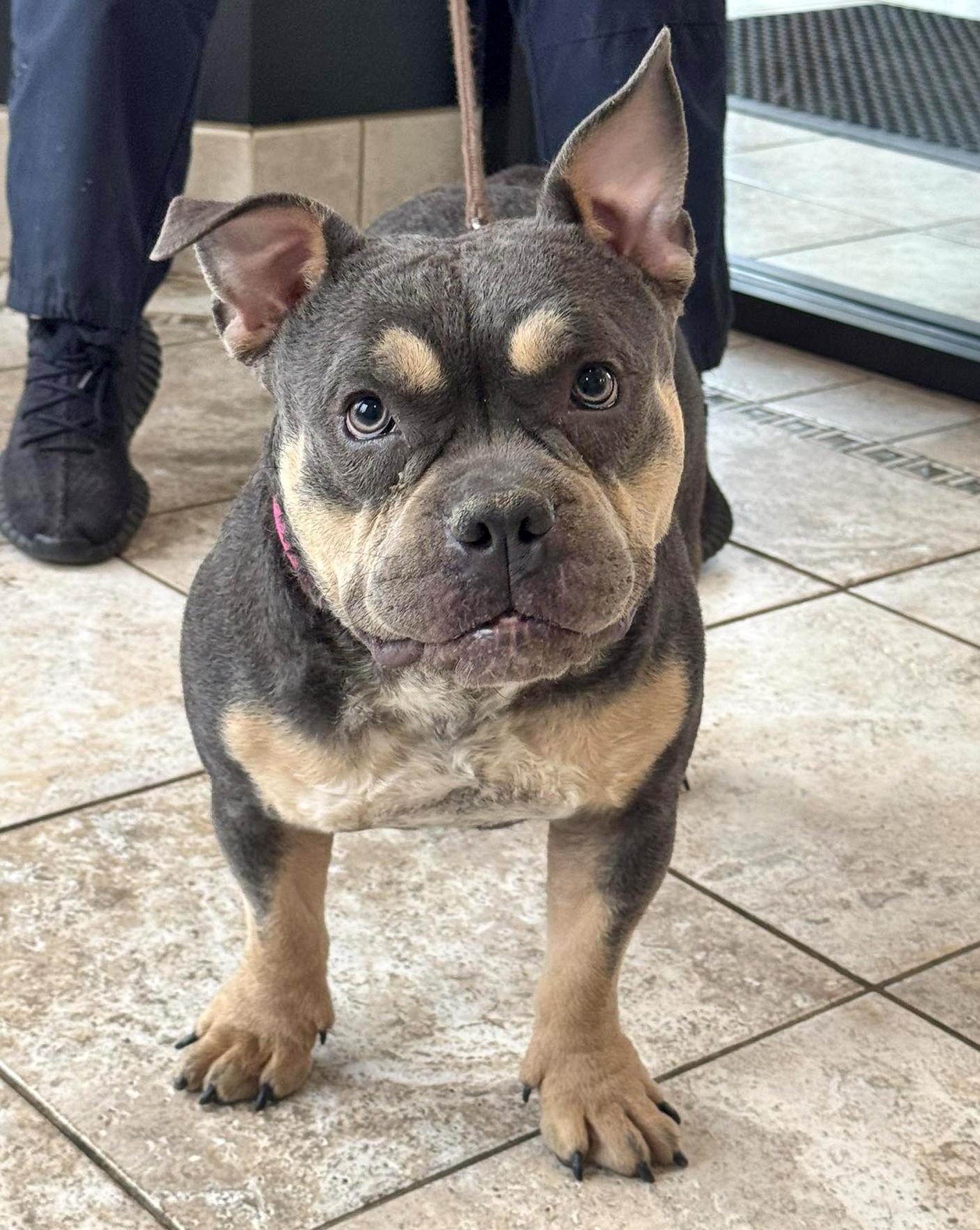 Enlarge Athena - FOSTER or FOSTER TO ADOPT, a ADOPTABLE mixed breed in Euclid, OH image 2/2