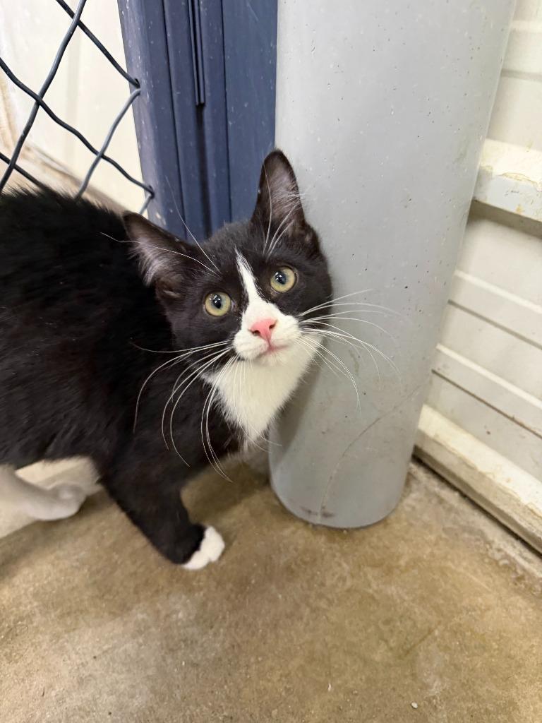 Minnie, Adoptable, Kitten Female Domestic Short Hair.