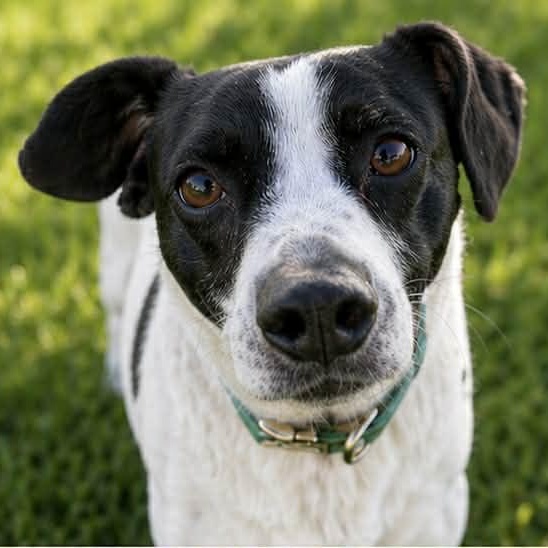 Enlarge SKITTLES, a ADOPTABLE mixed breed in Evansville, WI image 2/4