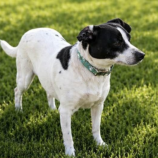 Enlarge SKITTLES, a ADOPTABLE mixed breed in Evansville, WI image 3/4