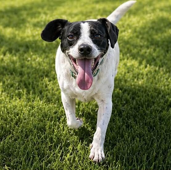 Enlarge SKITTLES, a ADOPTABLE mixed breed in Evansville, WI image 4/4