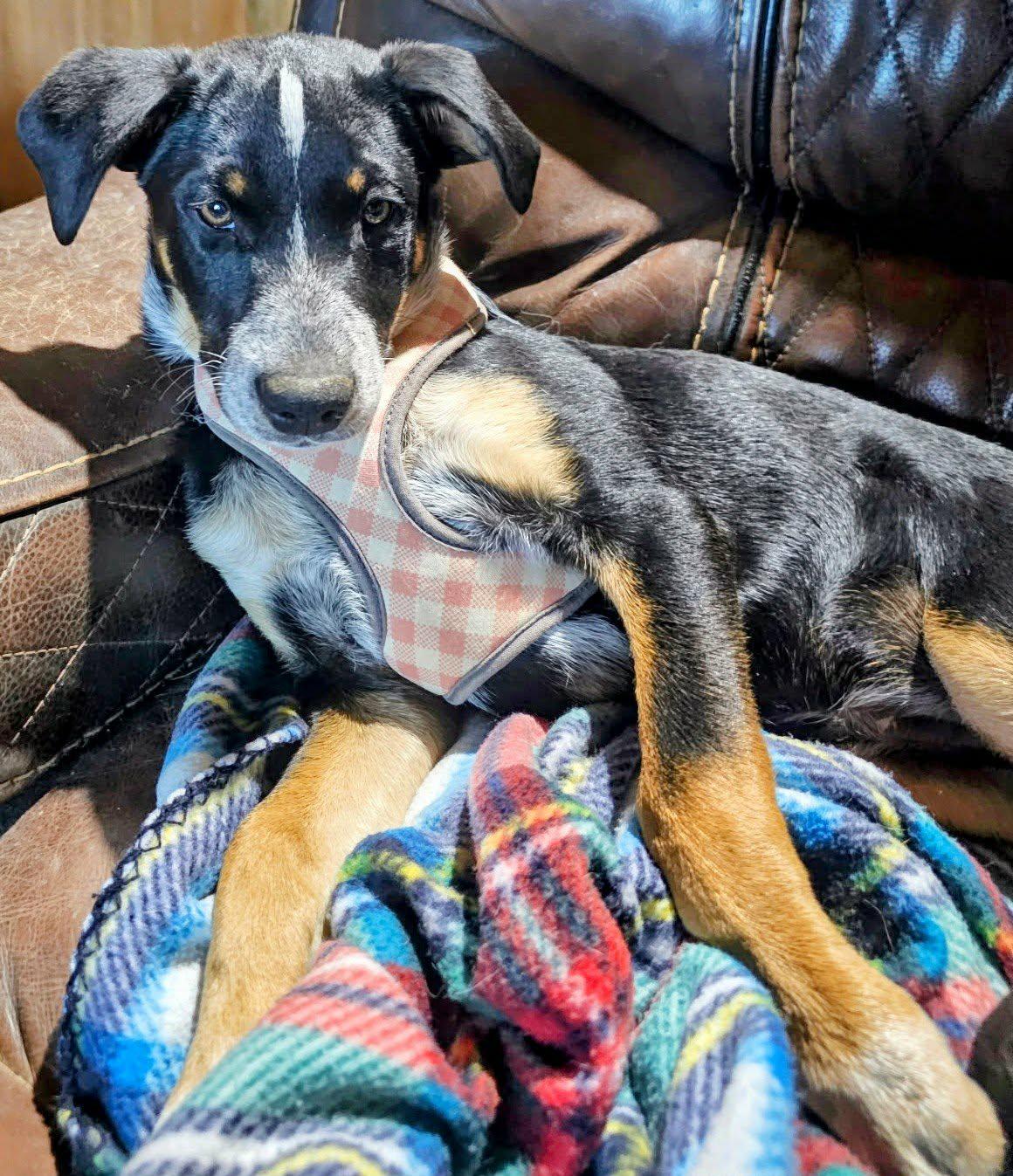 Enlarge Lilly, an adopted mixed breed in Bowie, TX image 3/3