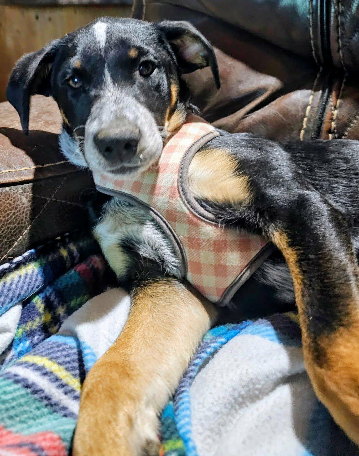 Enlarge Lilly, an adopted mixed breed in Bowie, TX image 2/3