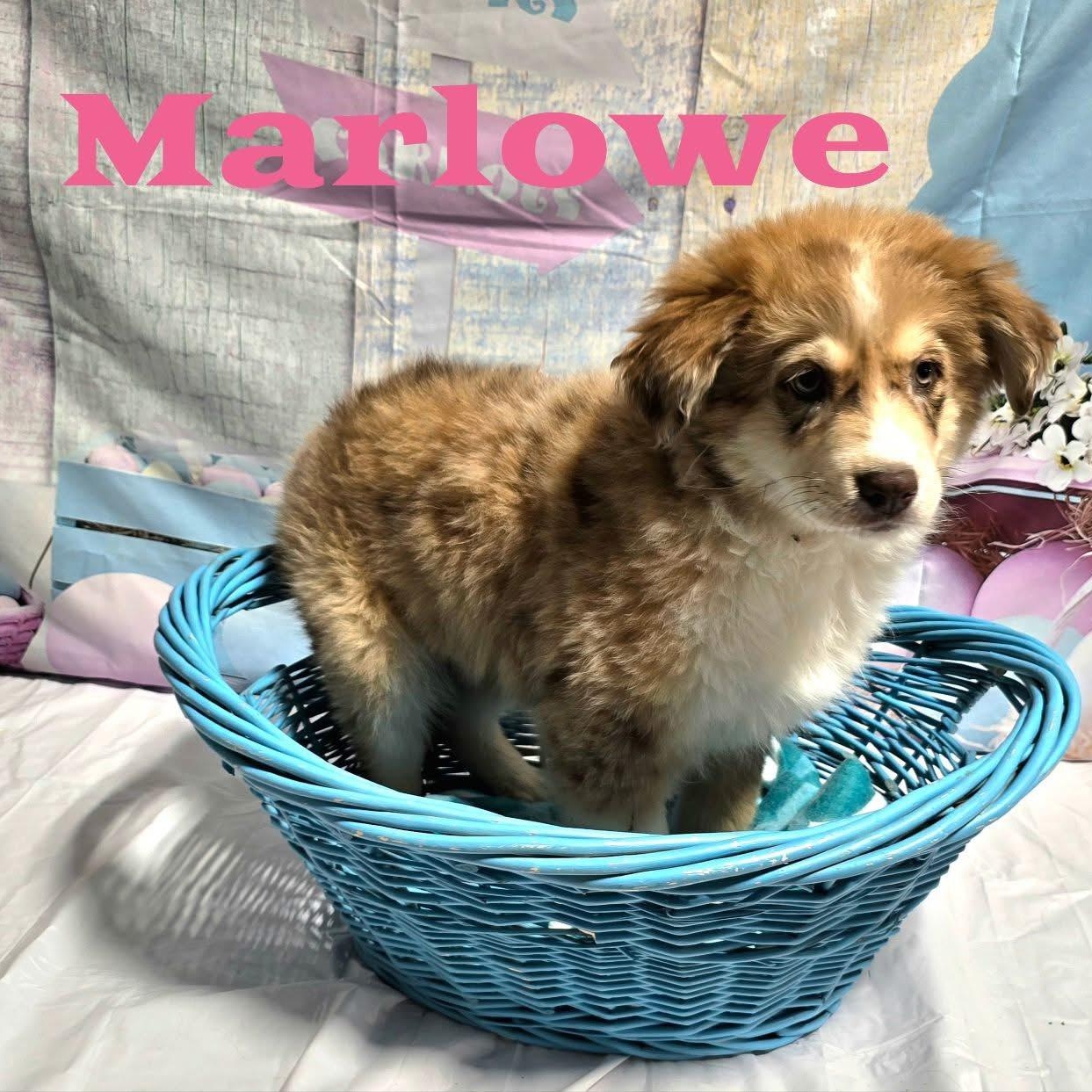 Enlarge Marlowe, an adopted mixed breed in Joliet, IL image 1/1
