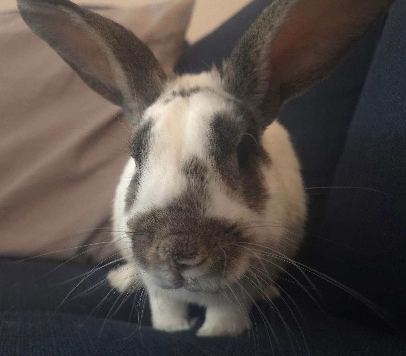 Enlarge Rizzo, a Adoptable English Spot in Lakeville, MN image 1/3