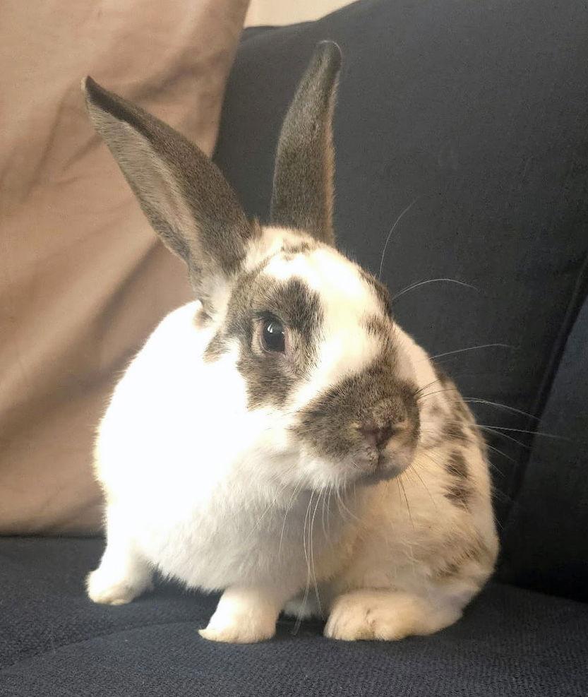 Enlarge Rizzo, a Adoptable English Spot in Lakeville, MN image 2/3