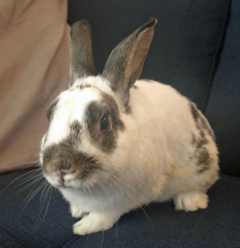 Enlarge Rizzo, a Adoptable English Spot in Lakeville, MN image 3/3