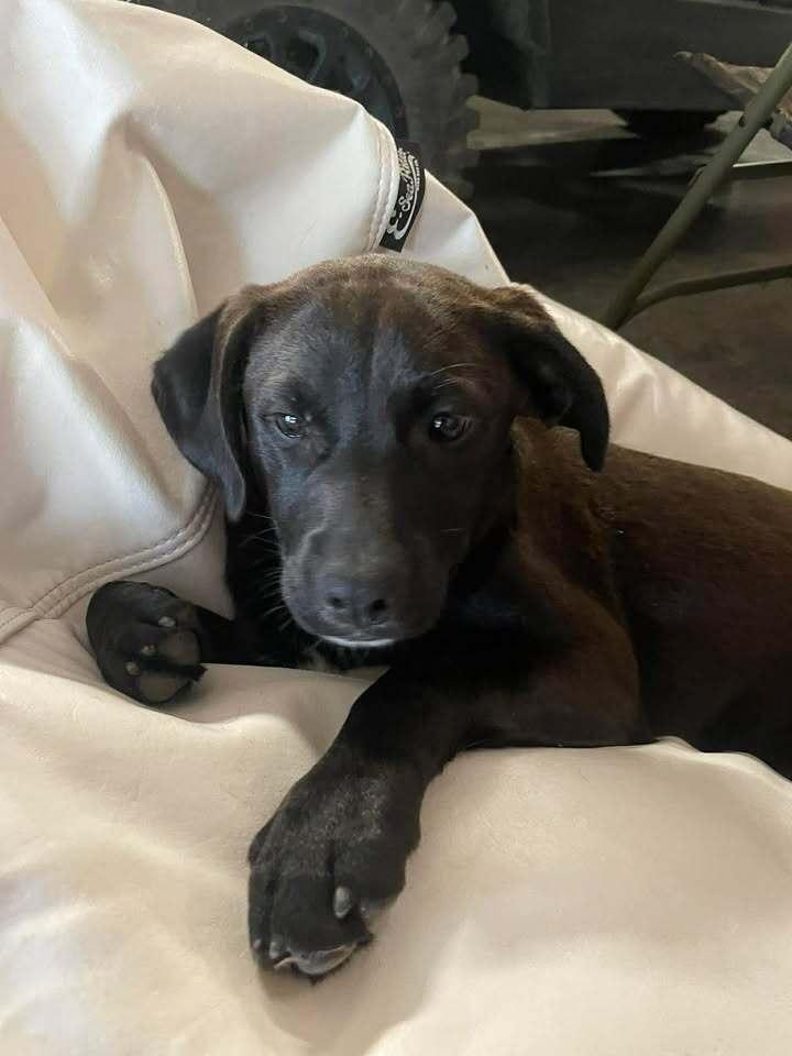 Girl Trio - Faith, Adoptable, Puppy Female Labrador Retriever & Vizsla.