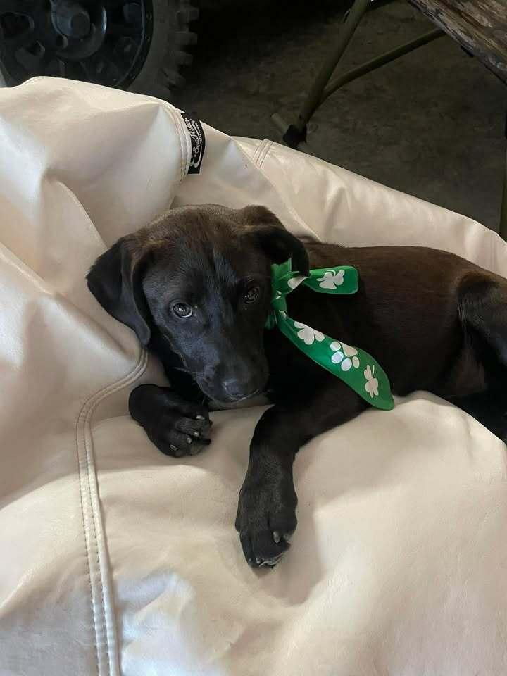 Enlarge Girl Trio - Faith, a Adoptable mixed breed in Sumter, SC image 4/6