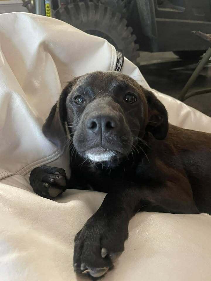 Enlarge Girl Trio - Faith, a Adoptable mixed breed in Sumter, SC image 5/6