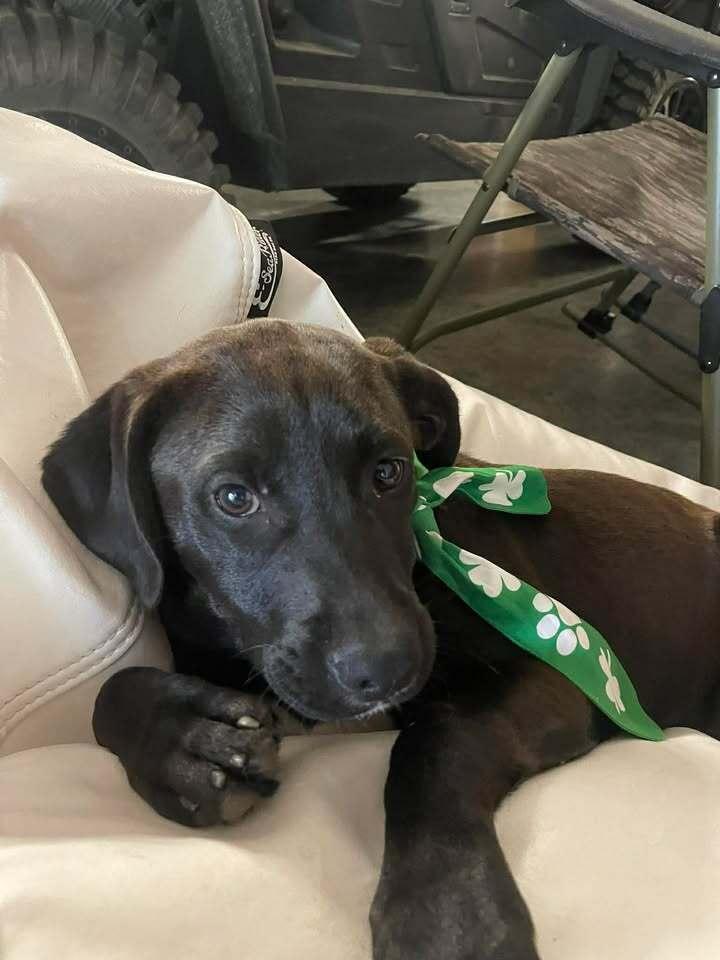 Enlarge Girl Trio - Faith, a Adoptable mixed breed in Sumter, SC image 6/6