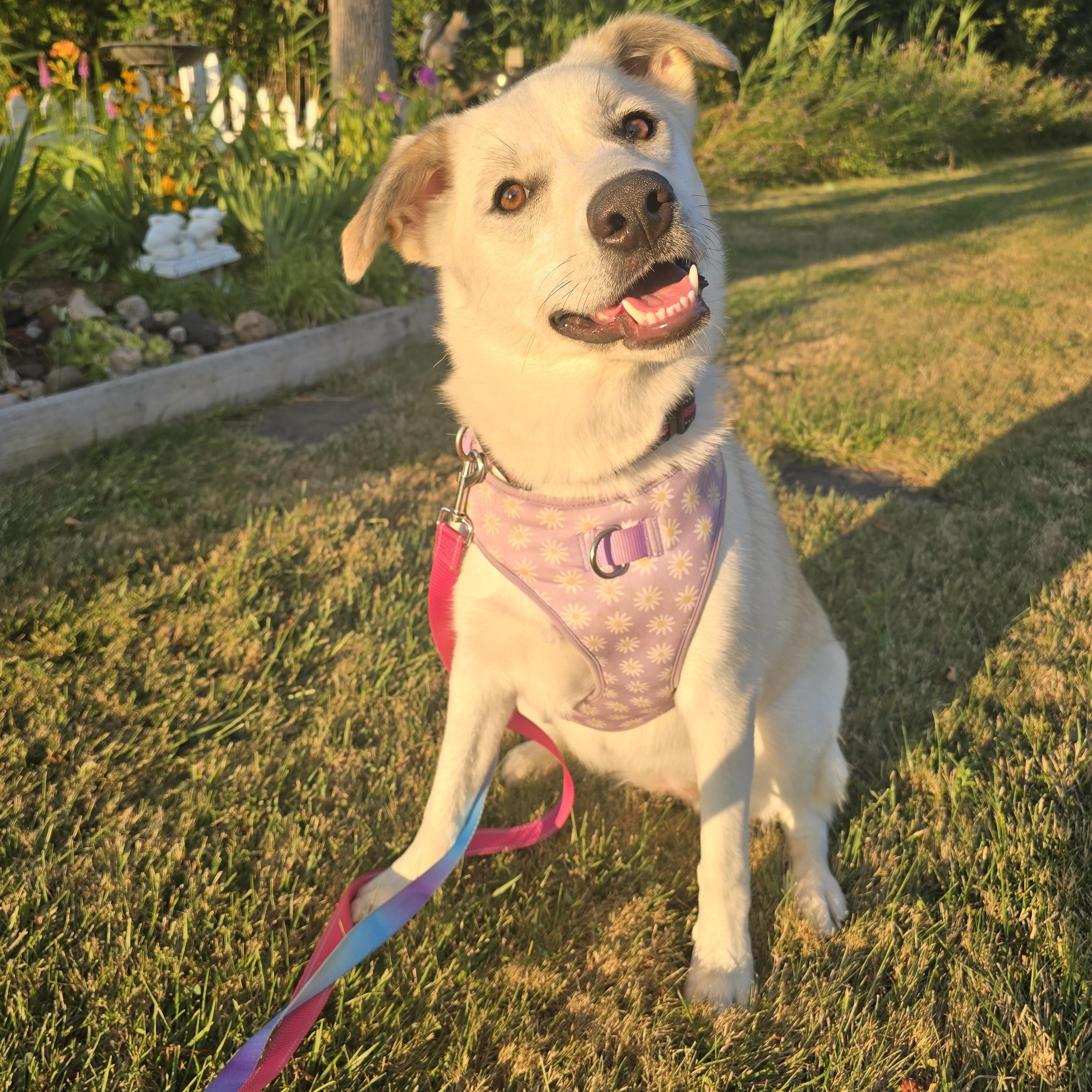 Enlarge Bailey, a ADOPTABLE mixed breed in Chatsworth, ON image 2/6