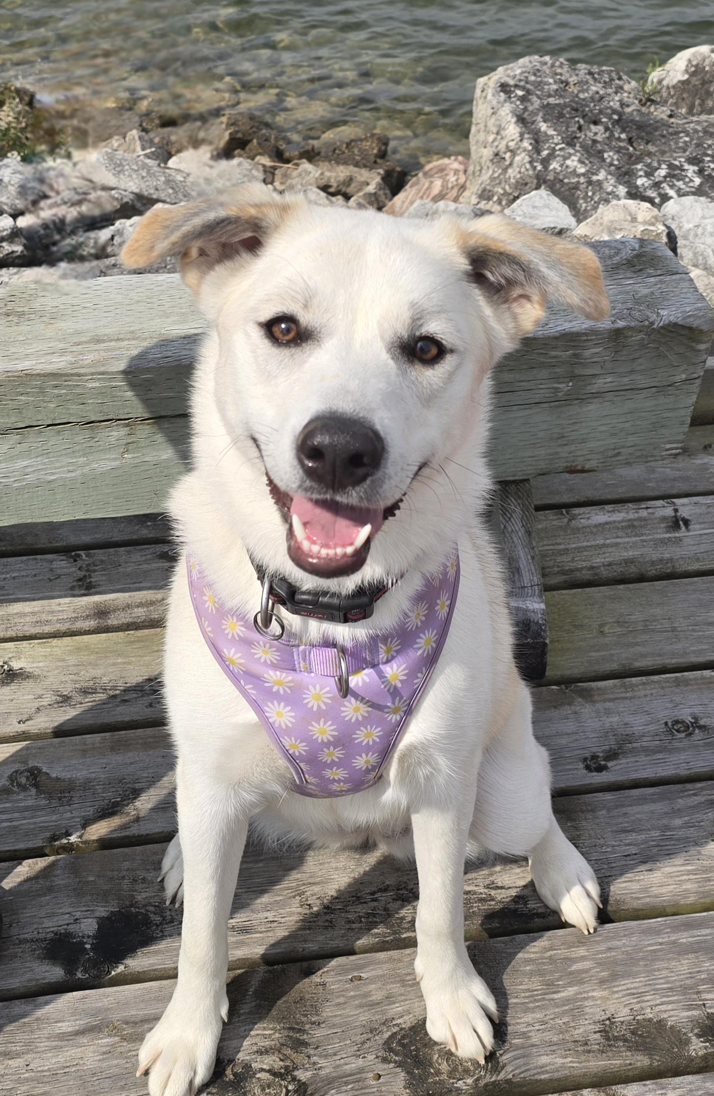 Enlarge Bailey, a ADOPTABLE mixed breed in Chatsworth, ON image 1/6