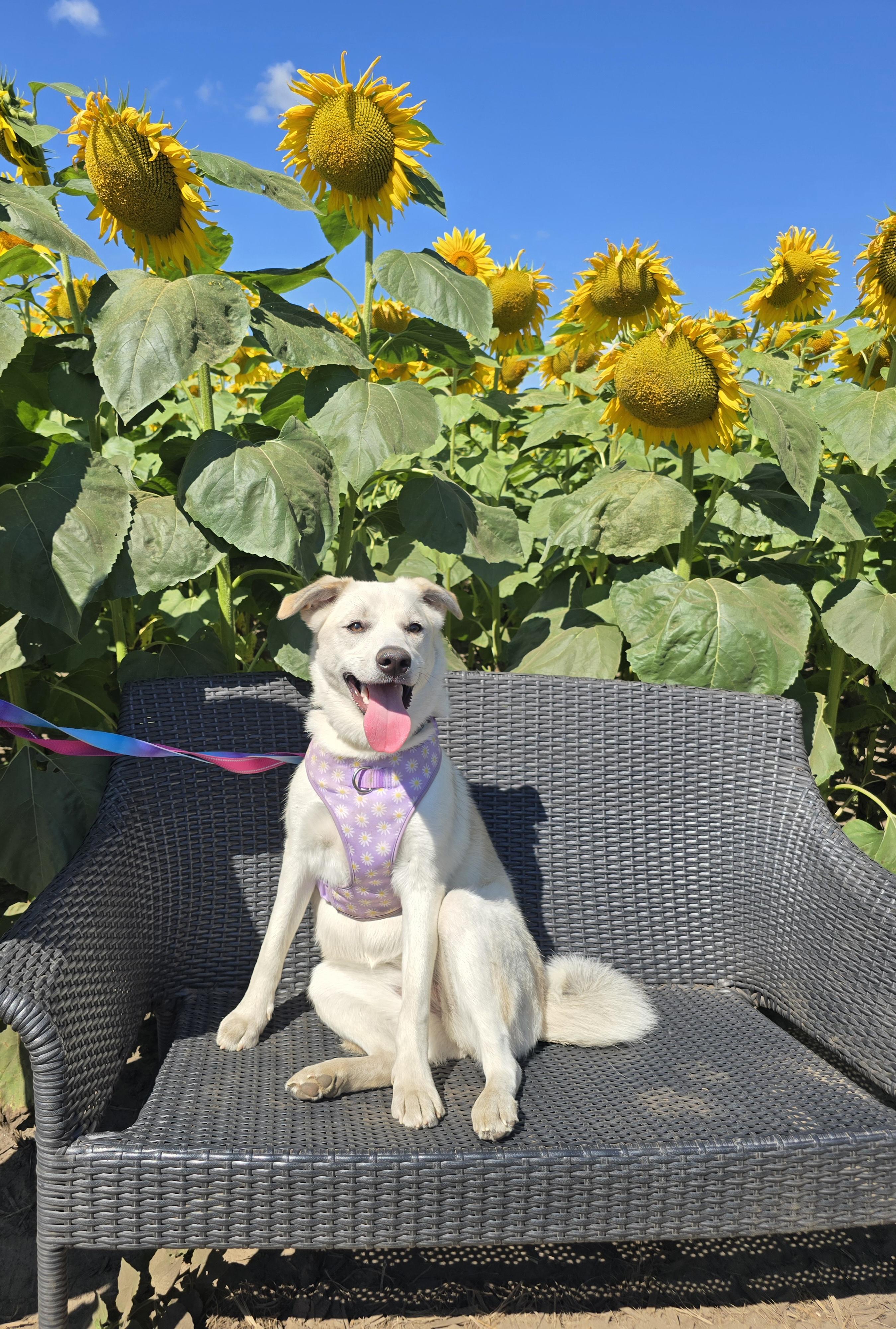 Enlarge Bailey, a ADOPTABLE mixed breed in Chatsworth, ON image 3/6