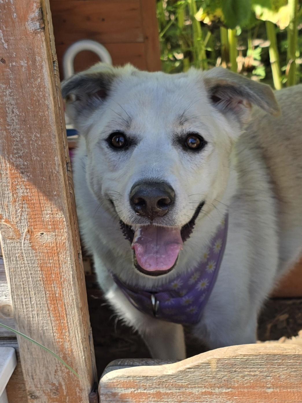 Enlarge Bailey, a ADOPTABLE mixed breed in Chatsworth, ON image 6/6