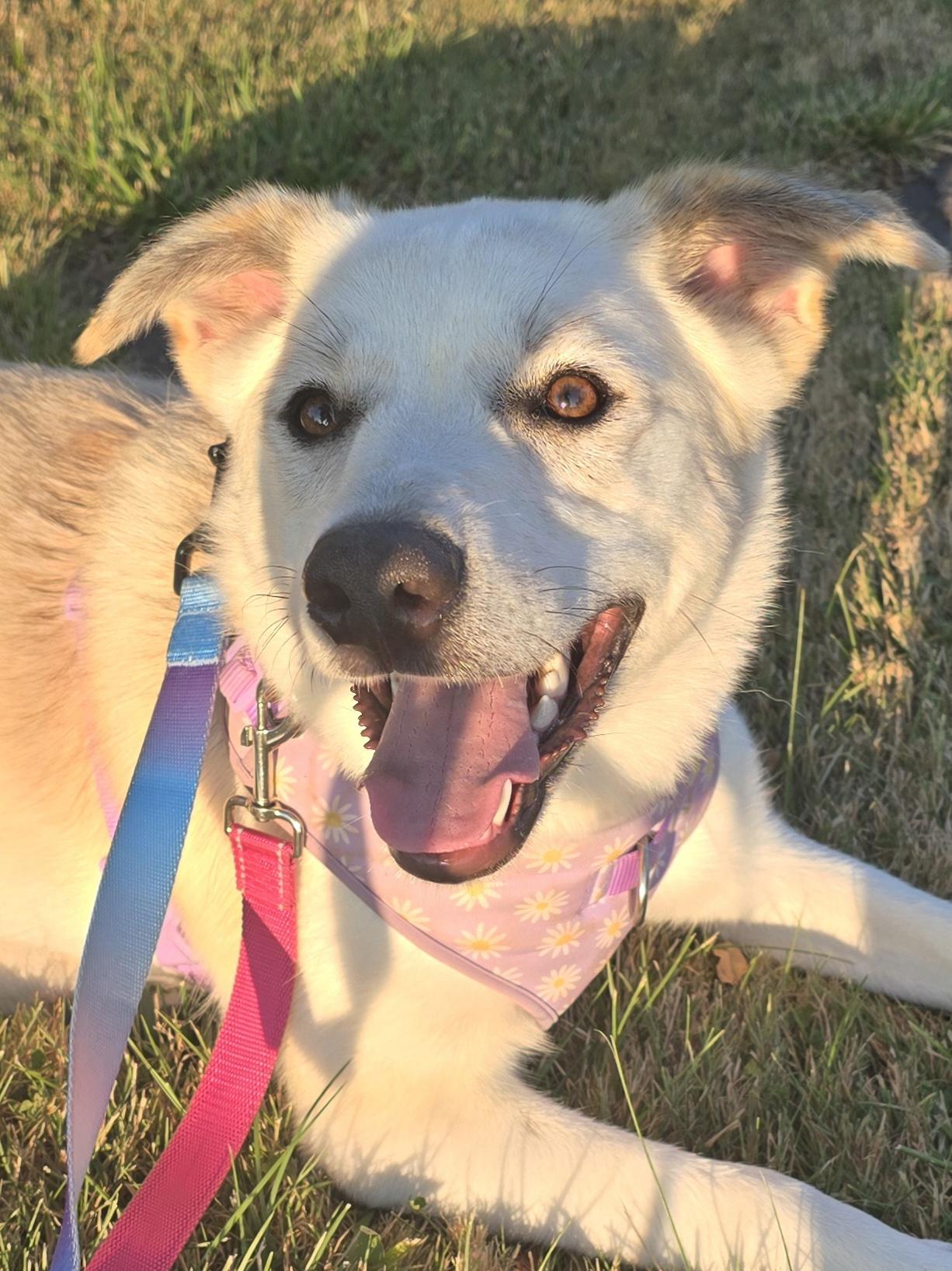 Enlarge Bailey, a ADOPTABLE mixed breed in Chatsworth, ON image 4/6