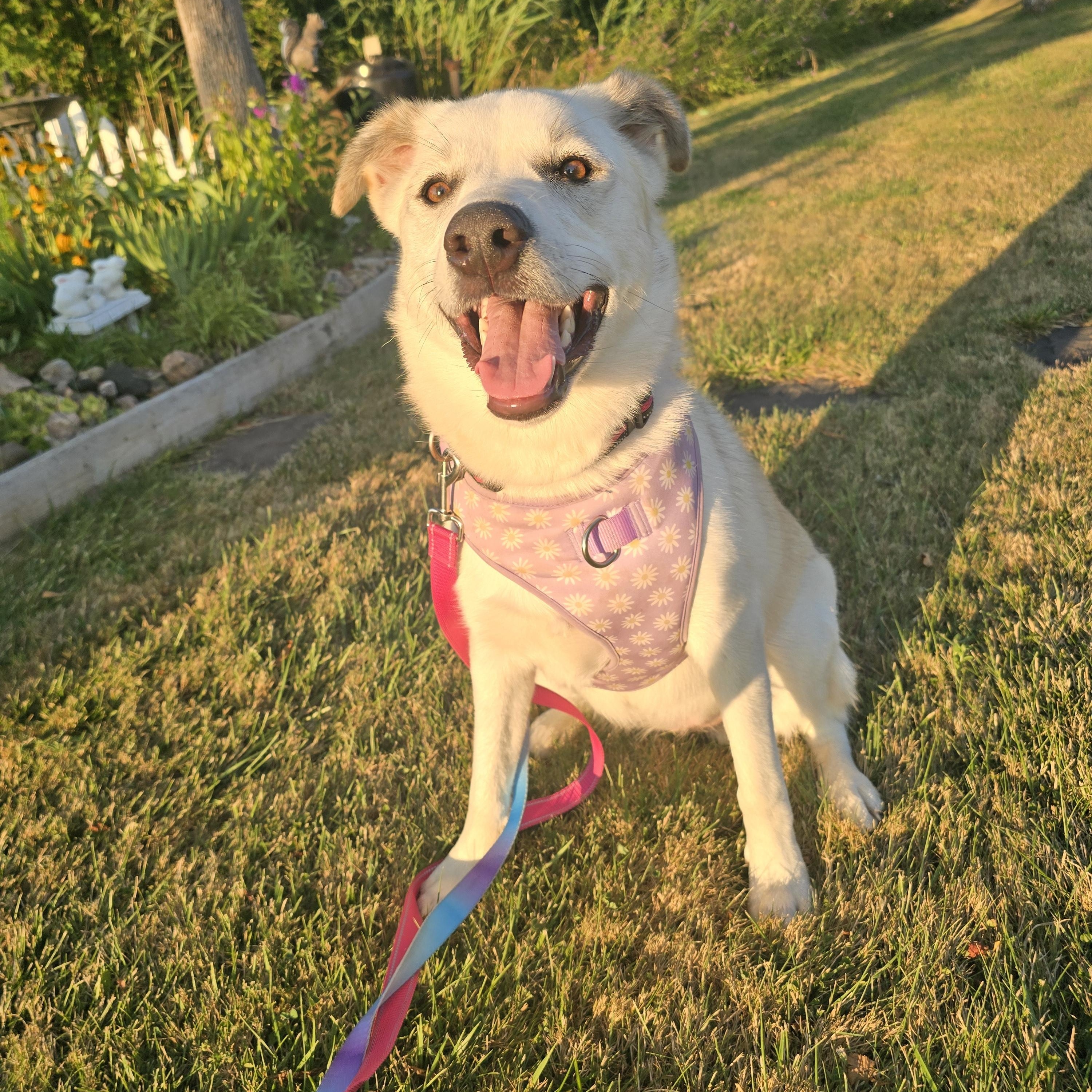 Enlarge Bailey, a ADOPTABLE mixed breed in Chatsworth, ON image 5/6