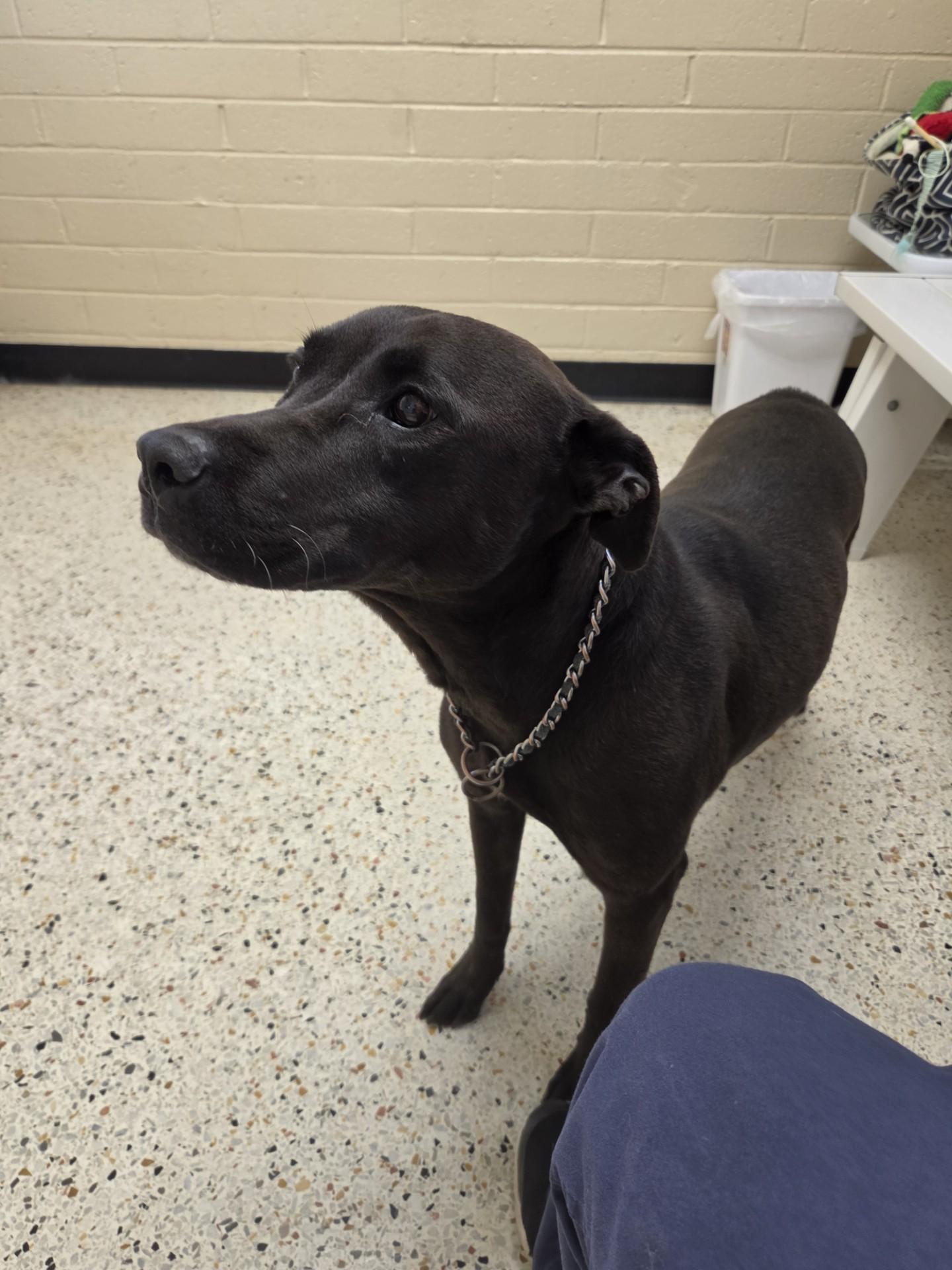 Enlarge Rosa27134(Rescue Only), a ADOPTABLE mixed breed in Rocky Mount, NC image 1/4