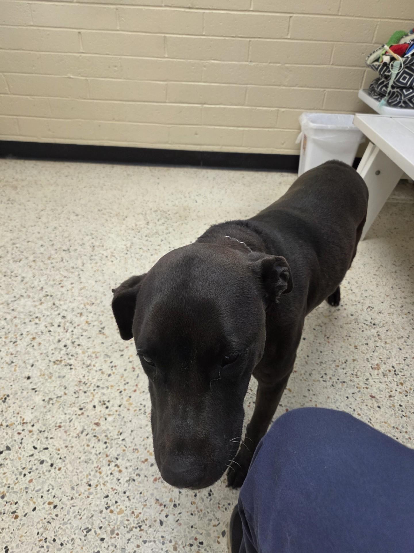 Enlarge Rosa27134(Rescue Only), a ADOPTABLE mixed breed in Rocky Mount, NC image 4/4