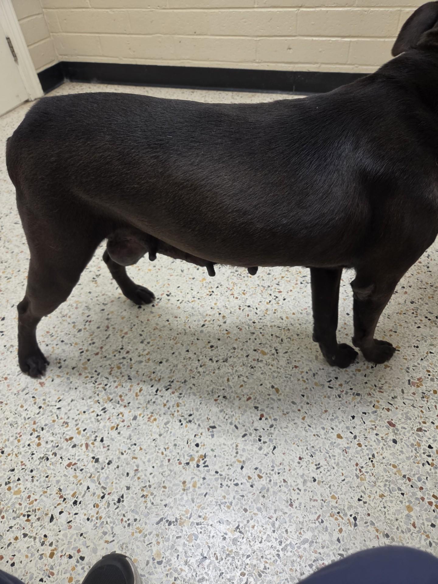 Enlarge Rosa27134(Rescue Only), a ADOPTABLE mixed breed in Rocky Mount, NC image 3/4