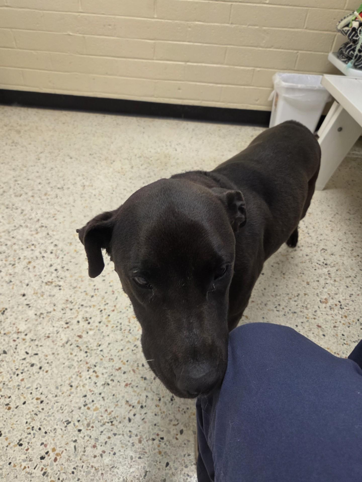 Enlarge Rosa27134(Rescue Only), a ADOPTABLE mixed breed in Rocky Mount, NC image 2/4