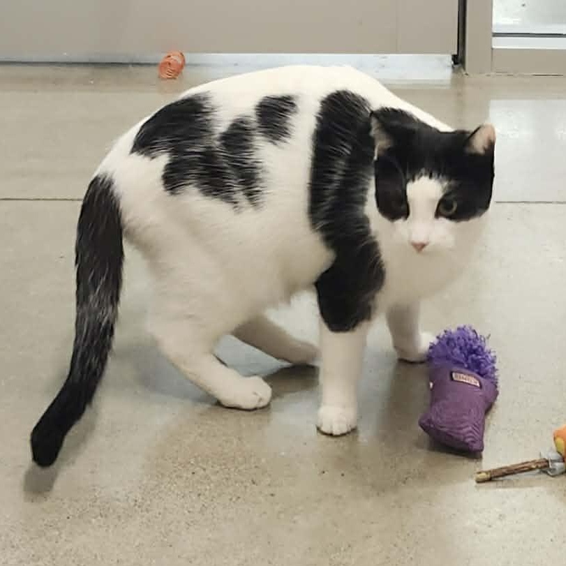 Enlarge Sabrina - An Energetic Explorer!, an adoptable Domestic Short Hair in Hamilton, ON image 5/5