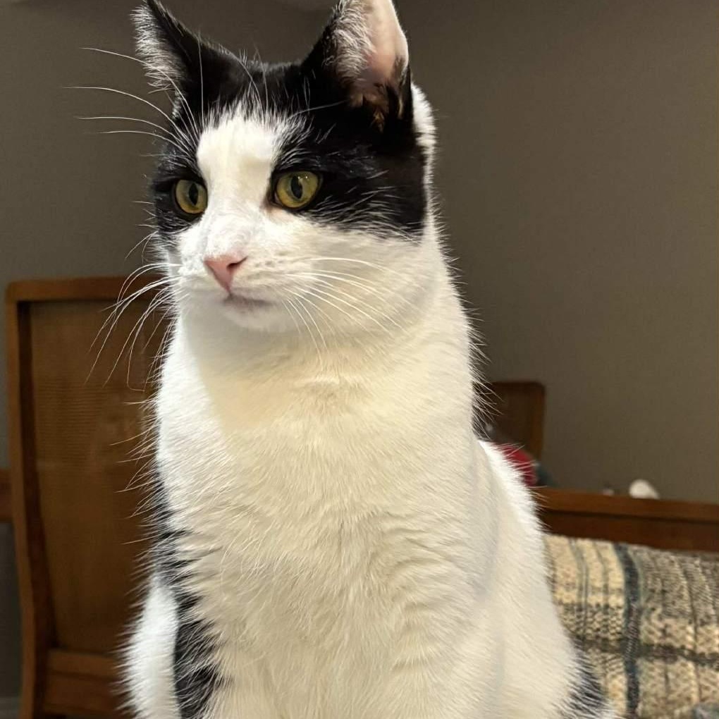 Enlarge Sabrina - An Energetic Explorer!, an adoptable Domestic Short Hair in Hamilton, ON image 2/5