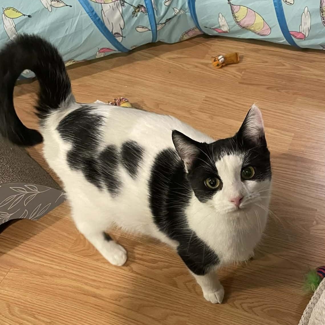 Enlarge Sabrina - An Energetic Explorer!, an adoptable Domestic Short Hair in Hamilton, ON image 4/5