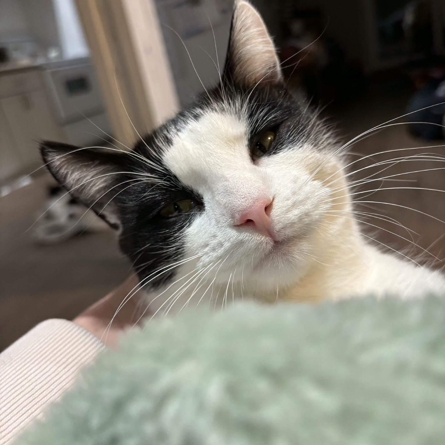 Sabrina - An Energetic Explorer!, adoptable, Kitten Female Domestic Short Hair.