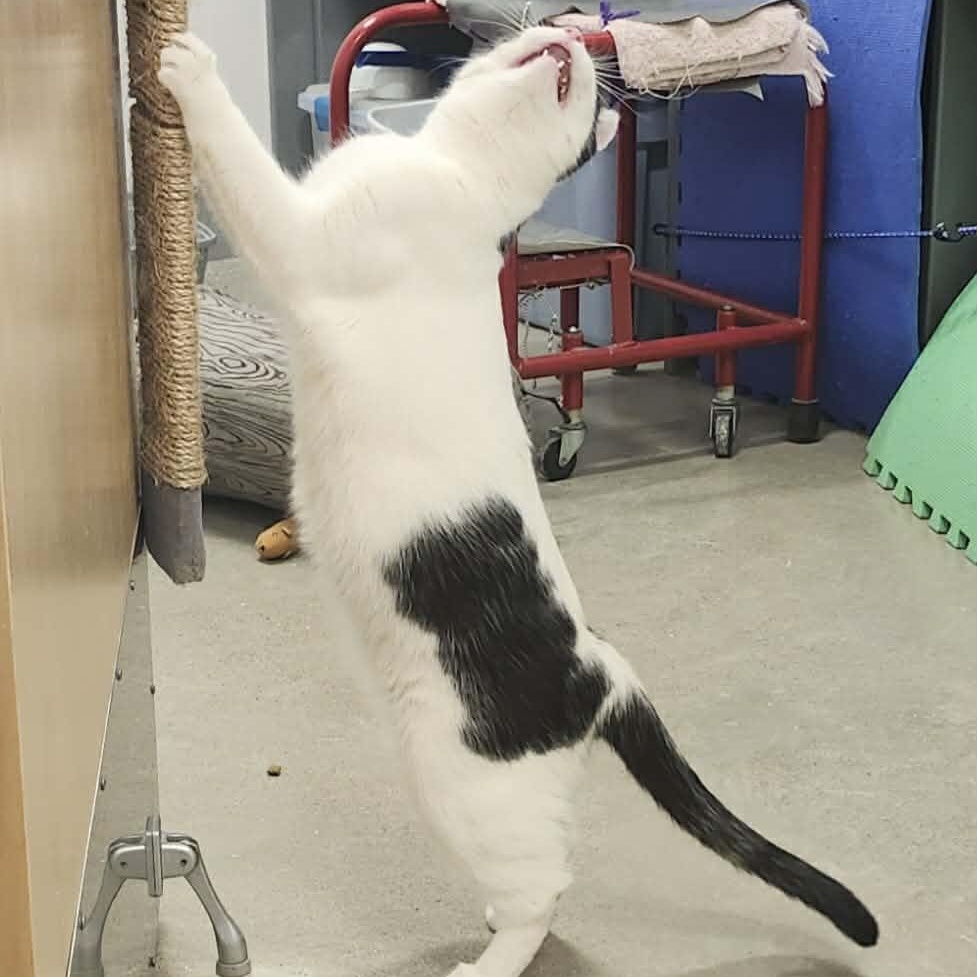 Enlarge Sabrina - An Energetic Explorer!, an adoptable Domestic Short Hair in Hamilton, ON image 3/5