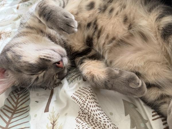 Shiloh, Adoptable, Adult Male Domestic Short Hair.