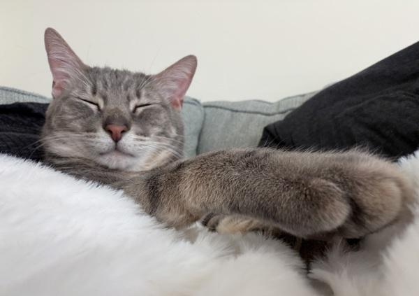 Shiloh, a Adoptable mixed breed in Stratham, NH image 2/6