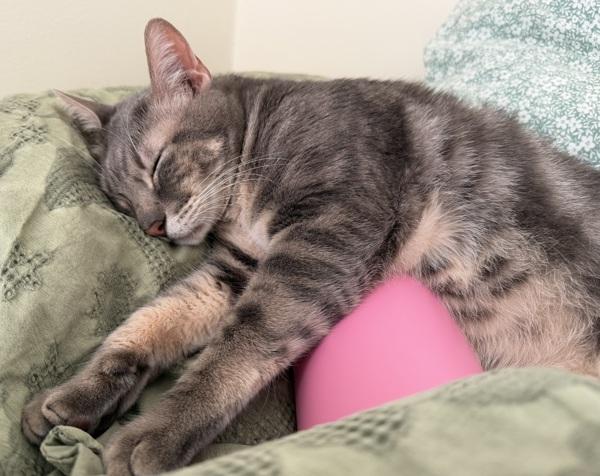 Shiloh, a Adoptable mixed breed in Stratham, NH image 3/6