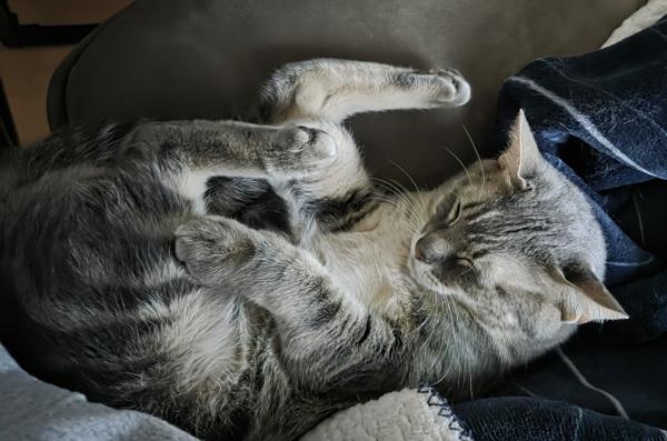 Shiloh, a Adoptable mixed breed in Stratham, NH image 4/6