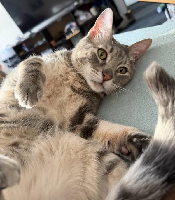 Shiloh, a Adoptable mixed breed in Stratham, NH image 5/6