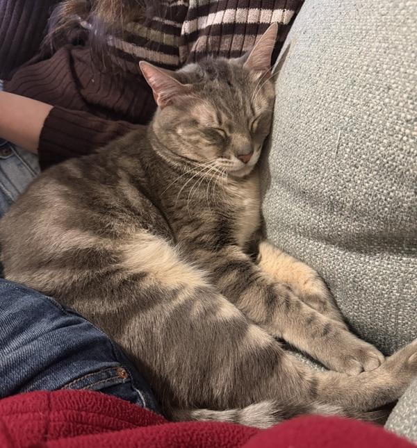 Shiloh, a Adoptable mixed breed in Stratham, NH image 6/6