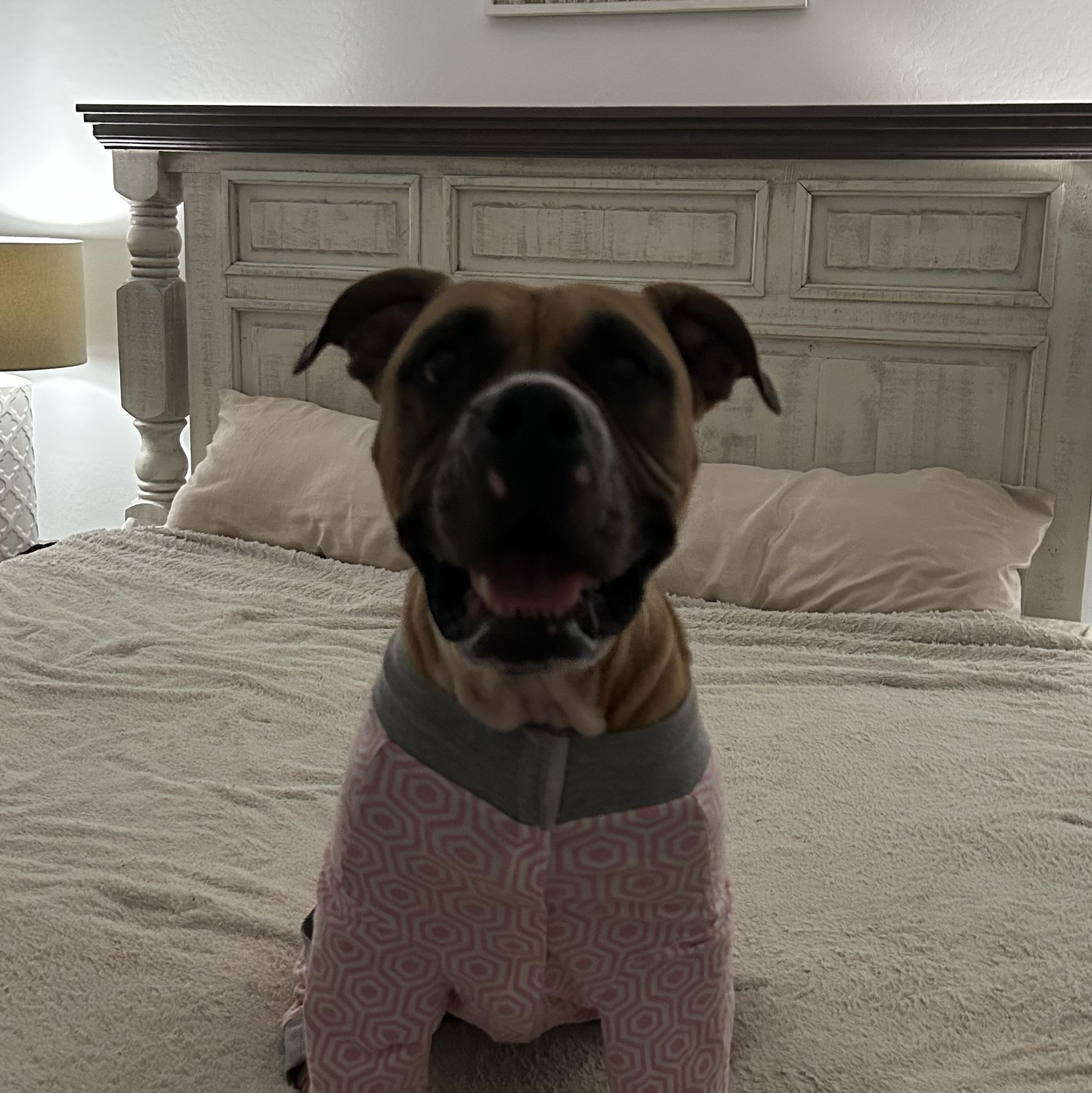 Coco, Adopted, Adult Female American Staffordshire Terrier & Boxer.
