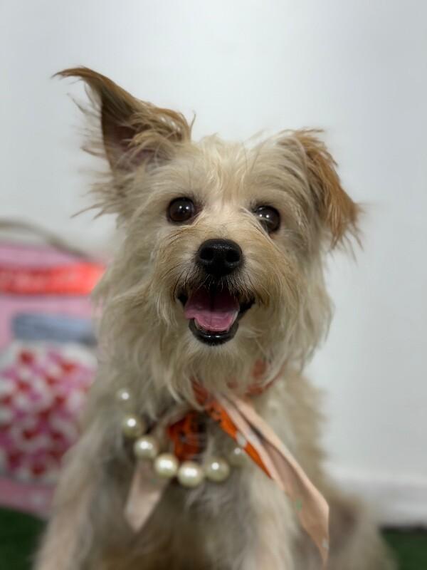 Sweet pea-One of our Amazing Rescue Dogs, Adoptable, Young Female Yorkshire Terrier & Maltese.
