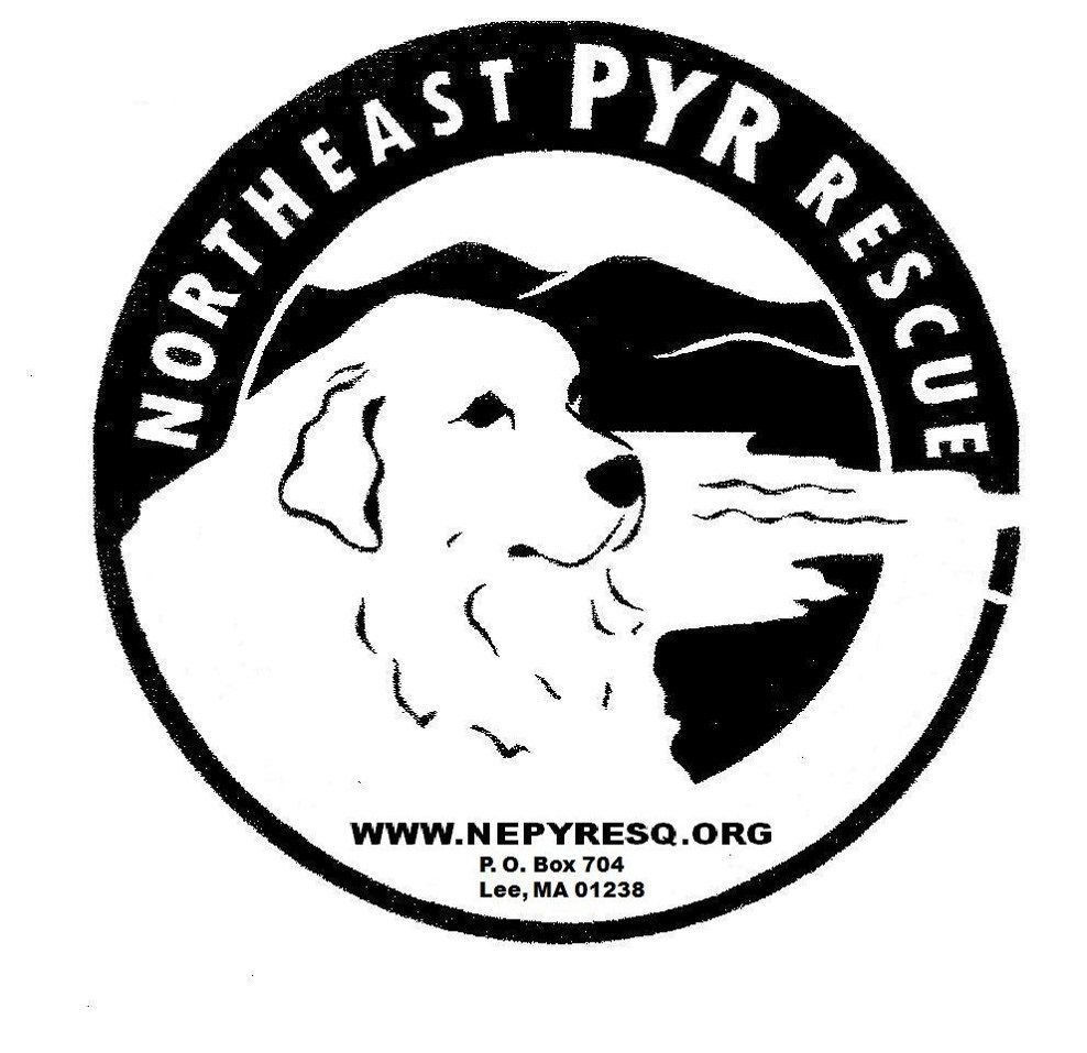 Incoming Dogs - Females, a Adoptable Great Pyrenees in Lee, MA image 1/2