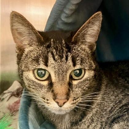 Katirina, a Adoptable mixed breed in Burlington, WA image 1/3