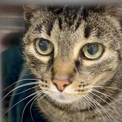 Katirina, a Adoptable mixed breed in Burlington, WA image 2/3