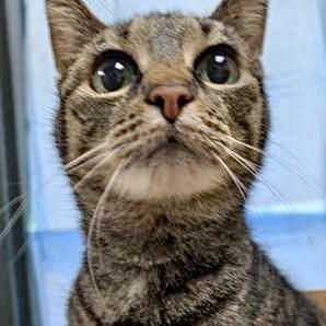 Katirina, a Adoptable mixed breed in Burlington, WA image 3/3