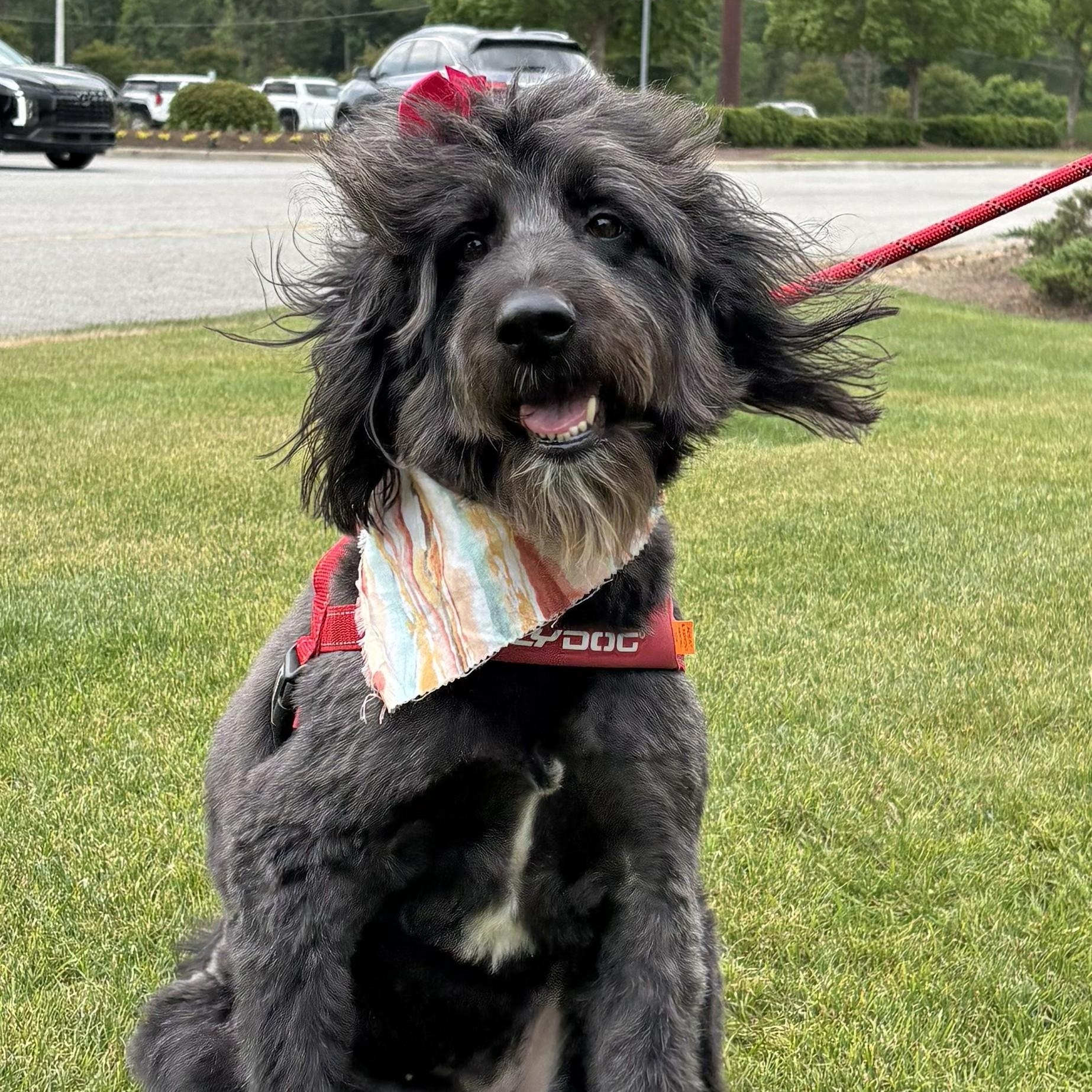 Enlarge Betty, a ADOPTABLE Labradoodle in Irmo, SC image 3/4
