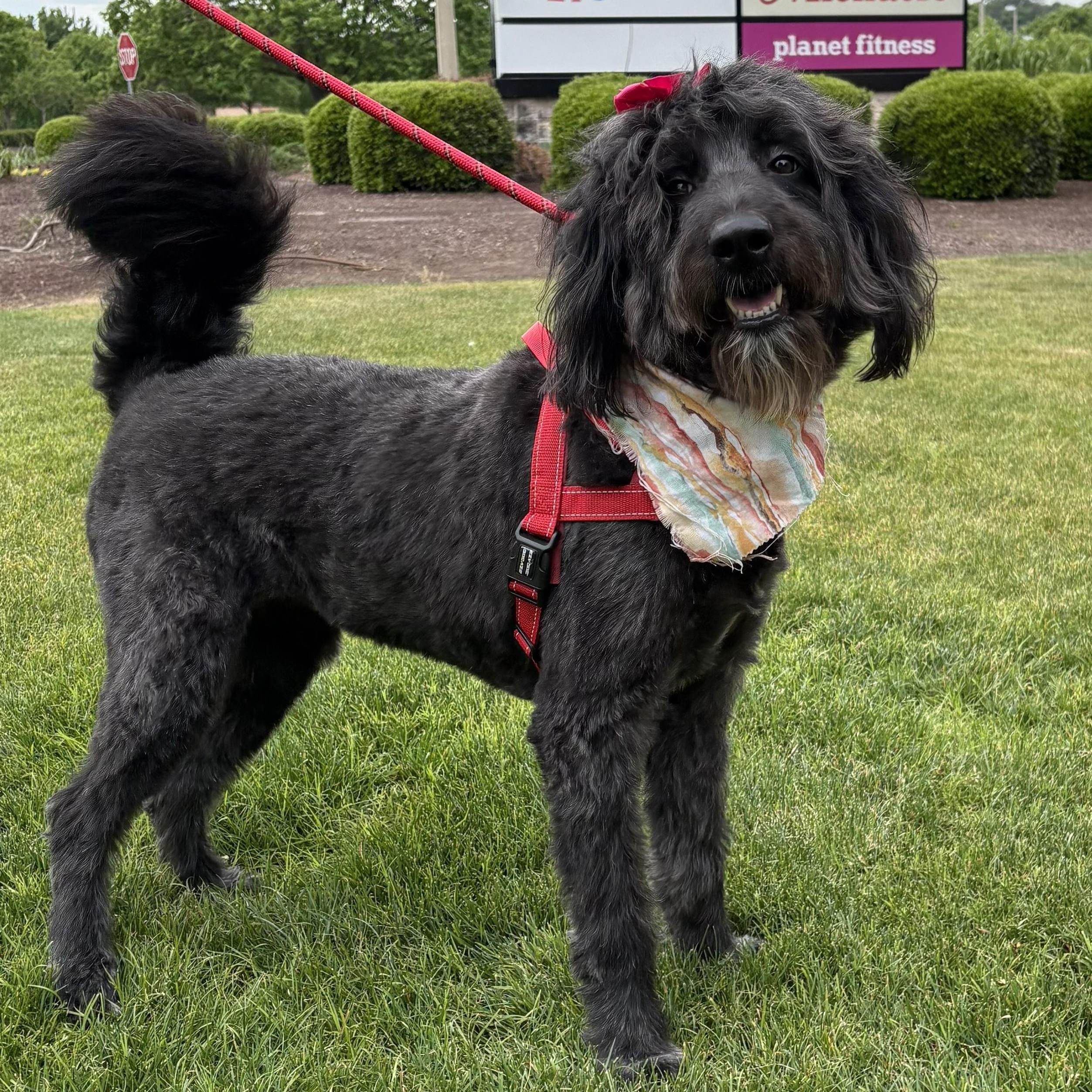 Enlarge Betty, a ADOPTABLE Labradoodle in Irmo, SC image 2/4