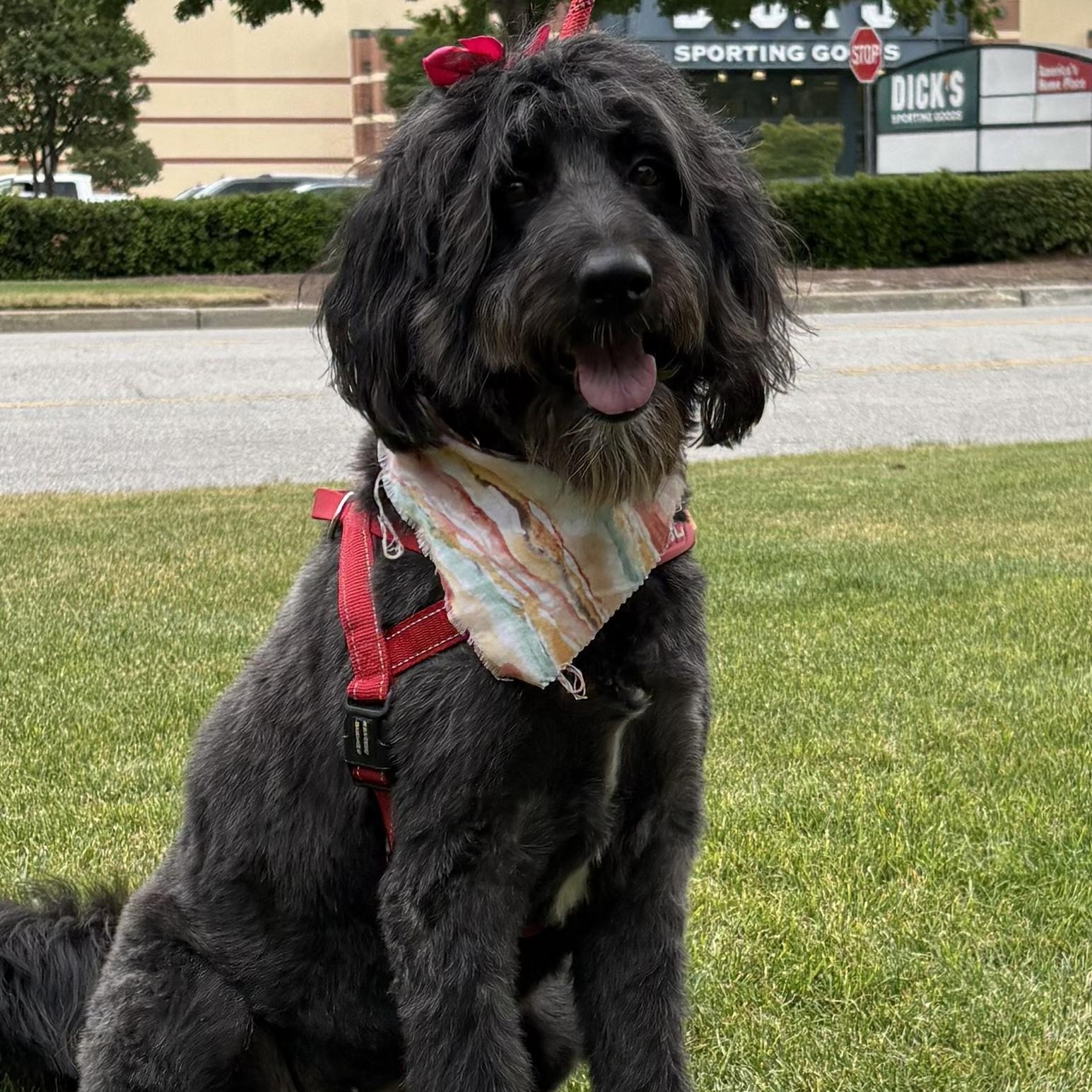 Enlarge Betty, a ADOPTABLE Labradoodle in Irmo, SC image 1/4