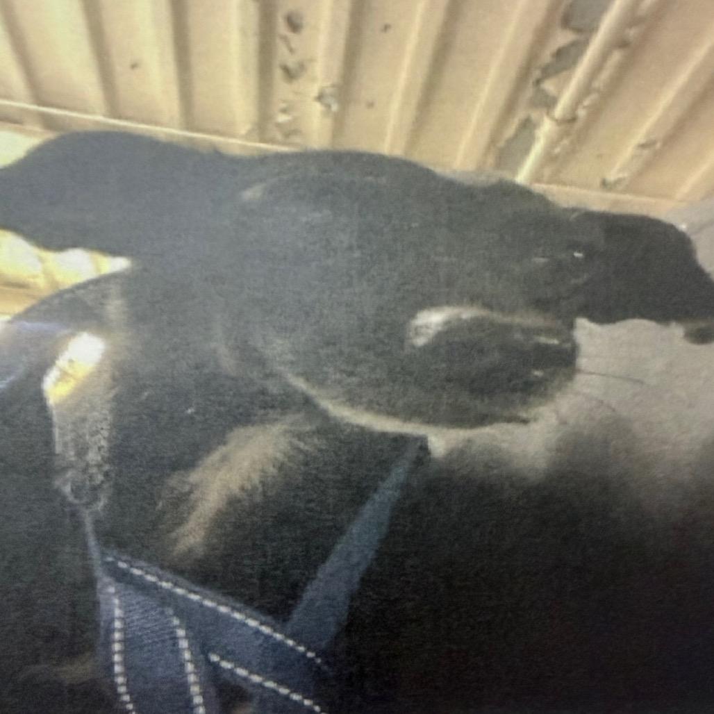 Onyx — thumbnail 2