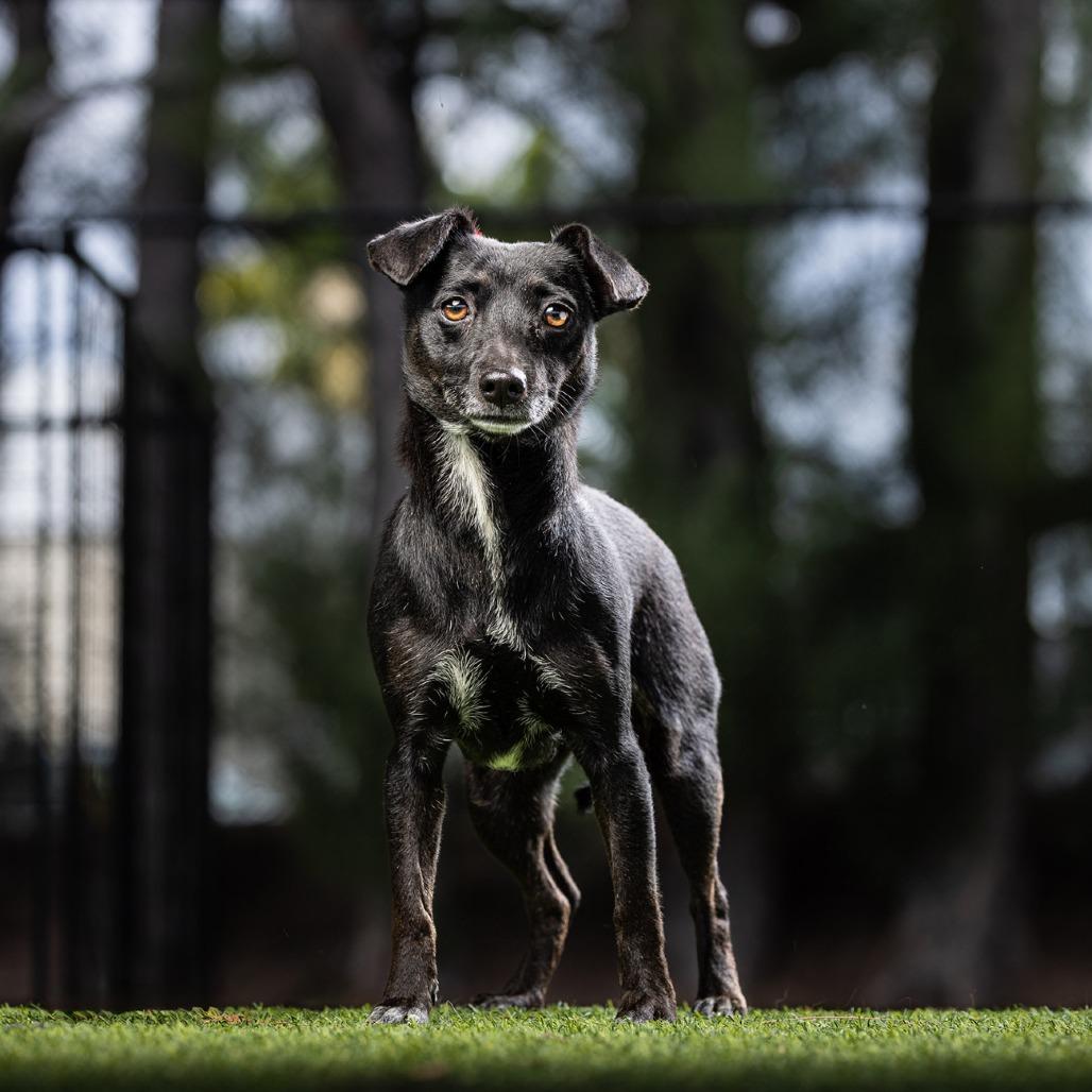 Onyx — thumbnail 3