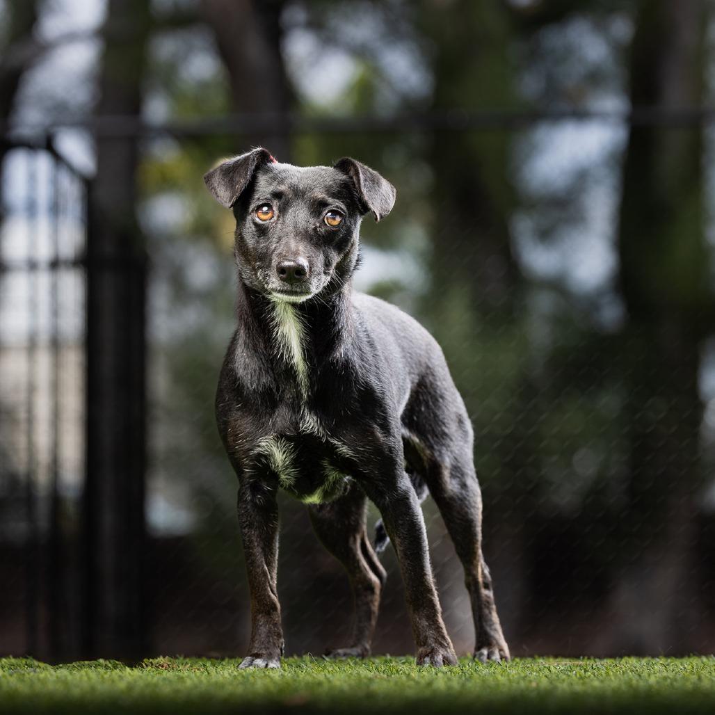 Onyx — thumbnail 4